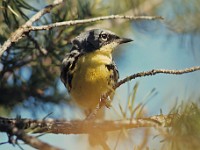 02 014c  Kirtland's Warbler (Setophaga kirtlandii) - male